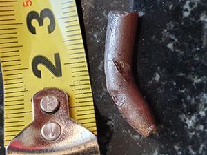 Lees meer over het artikel Willem Willems